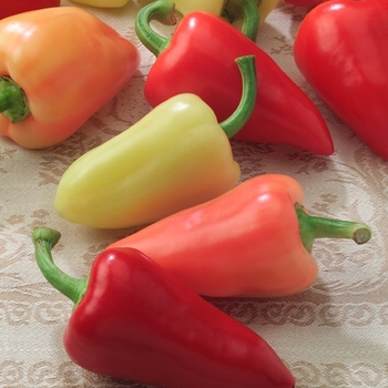 Capsicum annuum 'Mariachi Hybrid' - Chile Pepper