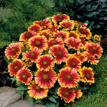 Gaillardia x (Blanket Flower) - Gaillardia 'Arizona Sun'