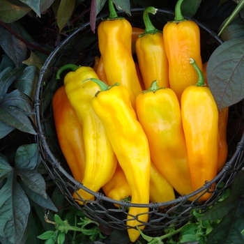 Sweet Pepper - Pepper 'Mama Mia Giallo'