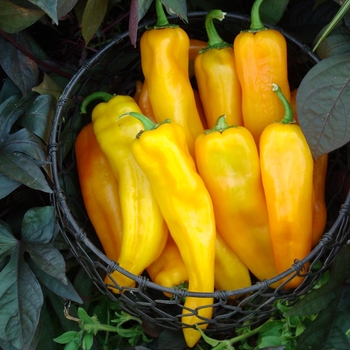 Mama Mia Giallo F1 - Pepper (Capsicum annuum)