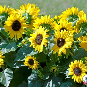 Suntastic Yellow with Black Center - Dwarf Sunflower