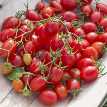 Grape Tomato - Tomato 'Fantastico'