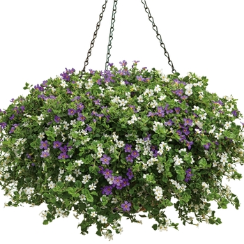 Hanging Basket (Hanging Basket) - Hanging Basket