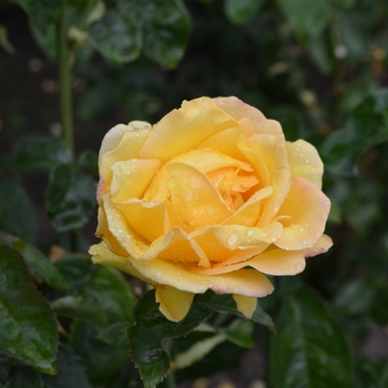 Rosa - Rose 'Hotel California'