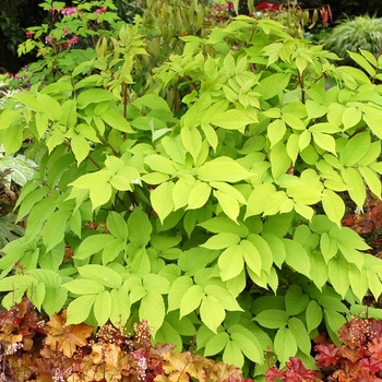 Aralia cordata (Japanese Spikenard) - Aralia 'Sun King' 