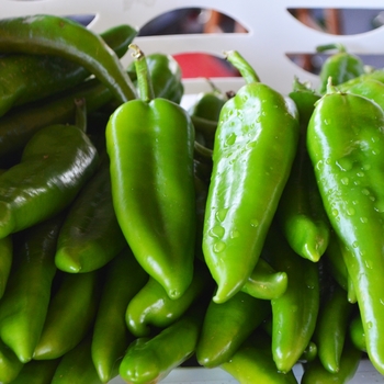 Capsicum annum 'Anaheim' - Anaheim Chili Pepper