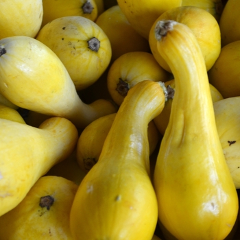 Cucurbita pepo (Summer Squash) - Squash 'Early Summer Crookneck'