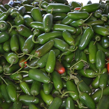 Hot Pepper - Pepper 'Jalapeno'