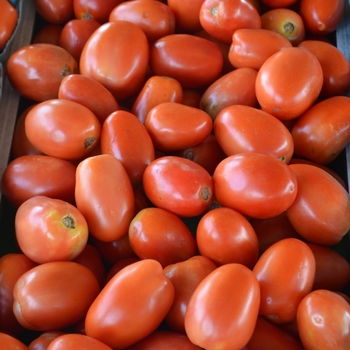Sauce Tomato - Tomato 'Roma'