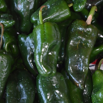 Hot Pepper - Pepper 'Trident'