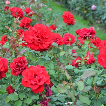 Rosa - Rose 'In The Mood' 
