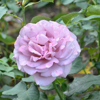 Rosa - Rose 'Koko Loco'