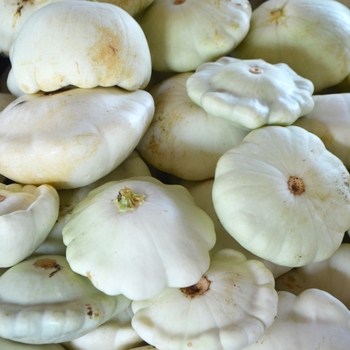 Cucurbita pepo - 'Pattypan' Scallop Squash