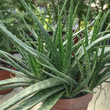 Aloe barbadensis - Aloe