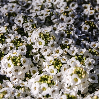 Lobularia maritima - 'Snow Crystals' Alyssum