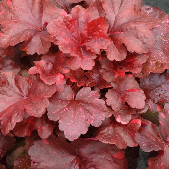 Heuchera - Coral Bells 'Galaxy' 