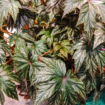 Begonia x Hybrida - Begonia 'Gryphon'