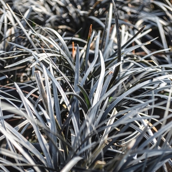 Ophiopogon planiscapus 'Nigrescens' - Black Mondo Grass