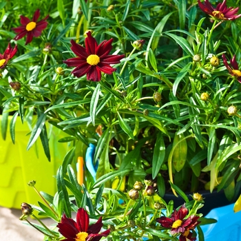 Coreopsis - Tickseed 'Mercury Rising' Coreopsis - Tickseed 'Mercury Rising'