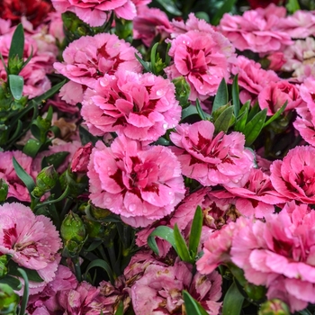 Dianthus caryophyllus - Carnation