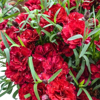 Dianthus caryophyllus (Pot Carnation) - Dianthus 'Multiple Varieties'