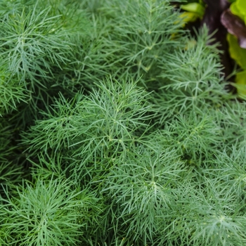 Anethum graveolens - Dill 'Fernleaf' 