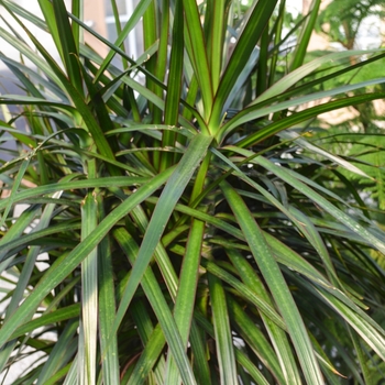 Dracaena Marginata - Madagascar Dragon Tree 'Rainbow'