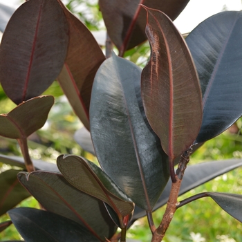 Ficus elastica 'Burgundy' - Burgundy Rubber Tree