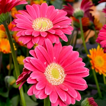 Gerbera jamesonii - Gerbera Daisy