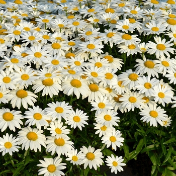 Leucanthemum - Shasta Daisy