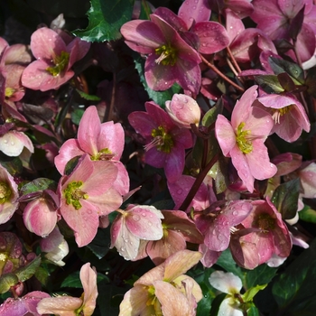 Helleborus x nigercors - Helleborus 'Multiple Varieties'