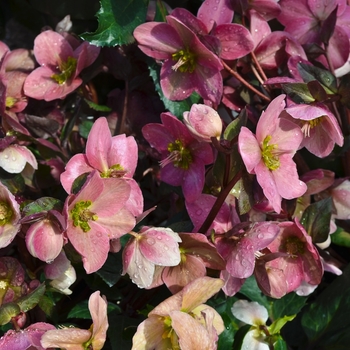 Helleborus x nigercors - Helleborus