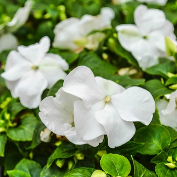 Impatiens walleriana - Impatiens 'Multiple Varieties'