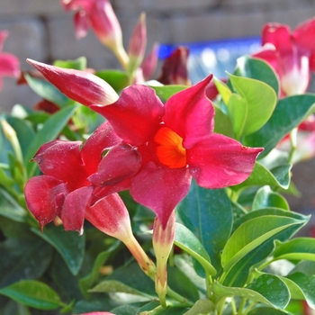 Mandevilla hybrid - Mandevilla 'Sun Parasol'