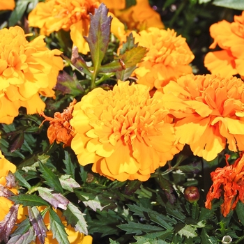 Tagetes erecta (African Marigold) - Marigold 'Inca II Orange'