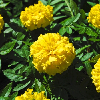 Tagetes erecta (African Marigold) - Marigold 'Inca II Yellow'