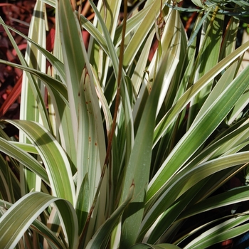 Dianella tasmanica - Flax Lily 'Variegata'