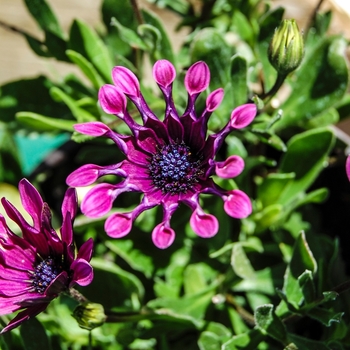 Osteospermum x hybrida (African Daisy) - Osteospermum 'Astra Purple Spoon'