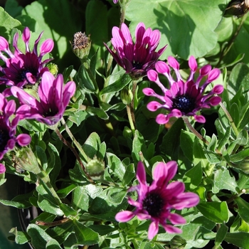 Osteospermum x hybrida - Astra™ Purple Spoon