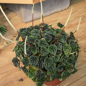 Peperomia caperata - Peperomia 'Radiator'