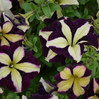 Petunia x hybrida - Petunia 'Crazytunia Frisky Purple'