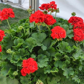 Geranium 'Cumbanita Series' - Geranium