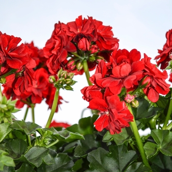 Pelargonium peltatum (Ivy Geranium) - Geranium 'Great Balls Of Fire Red' 
