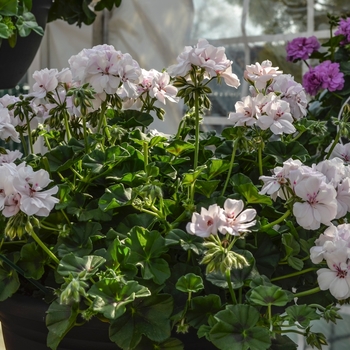 Pelargonium peltatum (Ivy Geranium) - Geranium 'Great Balls of Fire White'