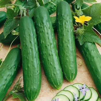 Green Light - Cucumber