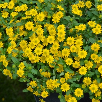 Sanvitalia procumbens (Creeping Zinnia) - Sanvitalia 'Sunvy Super Gold'