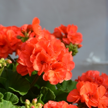Seed Geranium - Geranium 'Maverick Red'