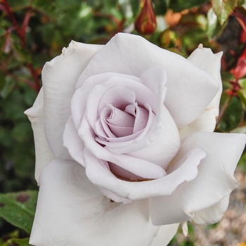 Rosa - Rose 'Stainless Steel'