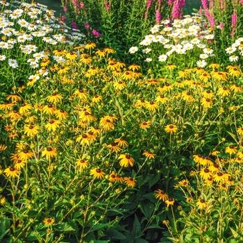 Rudbeckia fulgida 'Goldsturm' - Black Eyed Susan