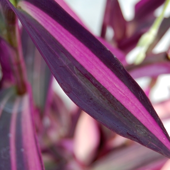 Setcreasea pallida - Purple Heart 'Pink Stripes'